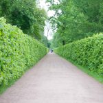 גן בסנט פטרסבורג - צילום - סנט פטרסבורג, רוסיה, סנט פטרסבורג - רוסיה