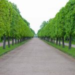 סנט פטרסבורג - צילום - סנט פטרסבורג, רוסיה, סנט פטרסבורג - רוסיה