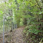 היער השחור, גרמניה - צילום מטיול