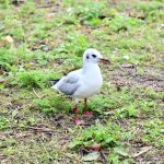 Switzerland - travel photo