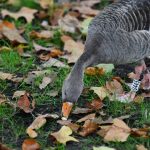 Switzerland - travel photo