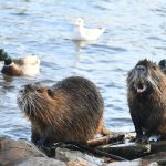 השתקפות בשלולית, פראג - צילום, פראג - צ׳כיה